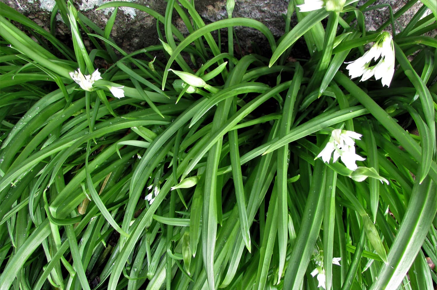 15-facts-about-three-cornered-leek