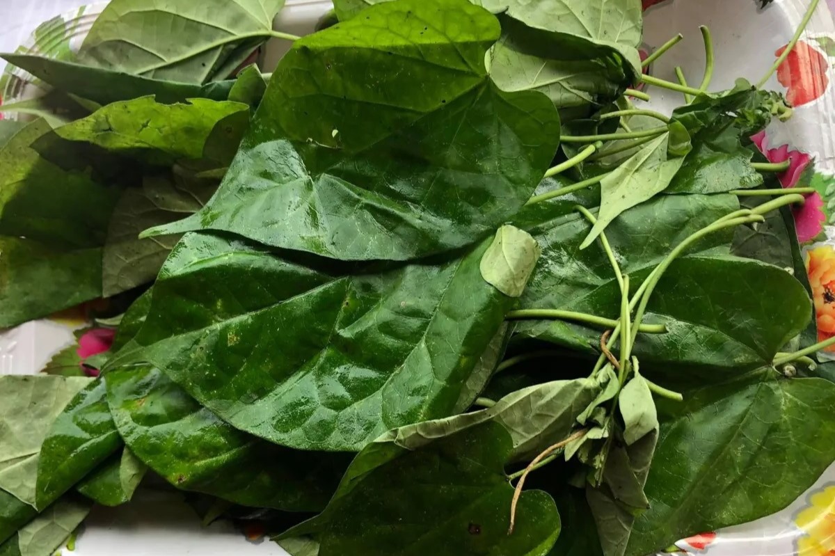 15-facts-about-utazi-leaves