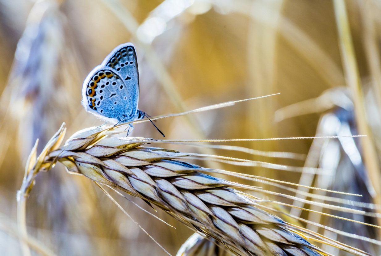 15-facts-about-utrecht-blue-wheat