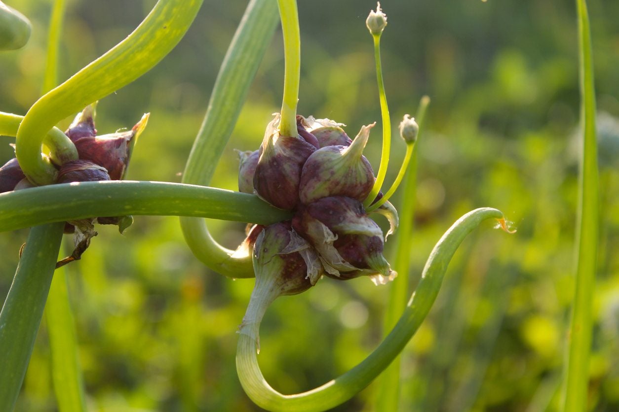 15-facts-about-walking-onion