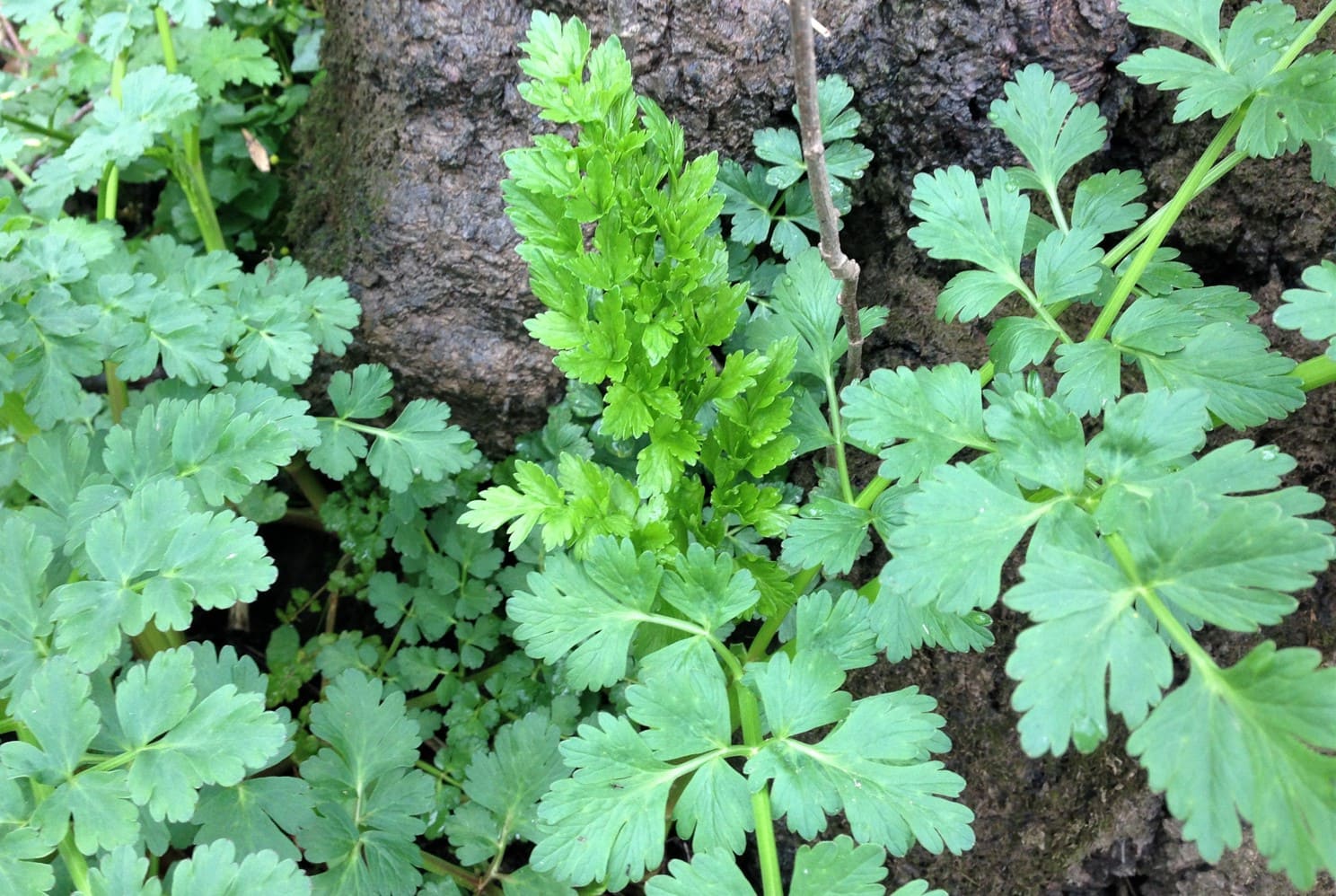 15-facts-about-water-dropwort