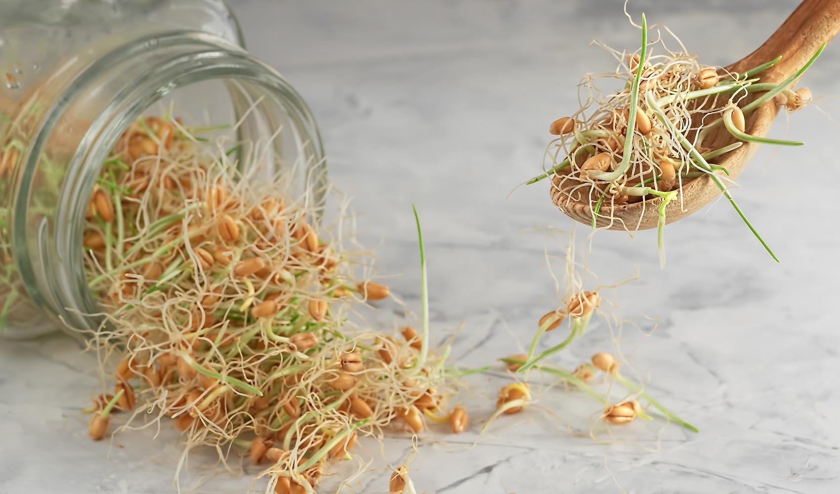 15-facts-about-wheat-sprouts