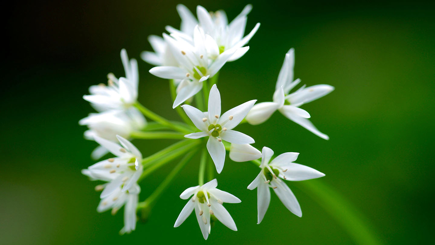 15-facts-about-wild-garlic