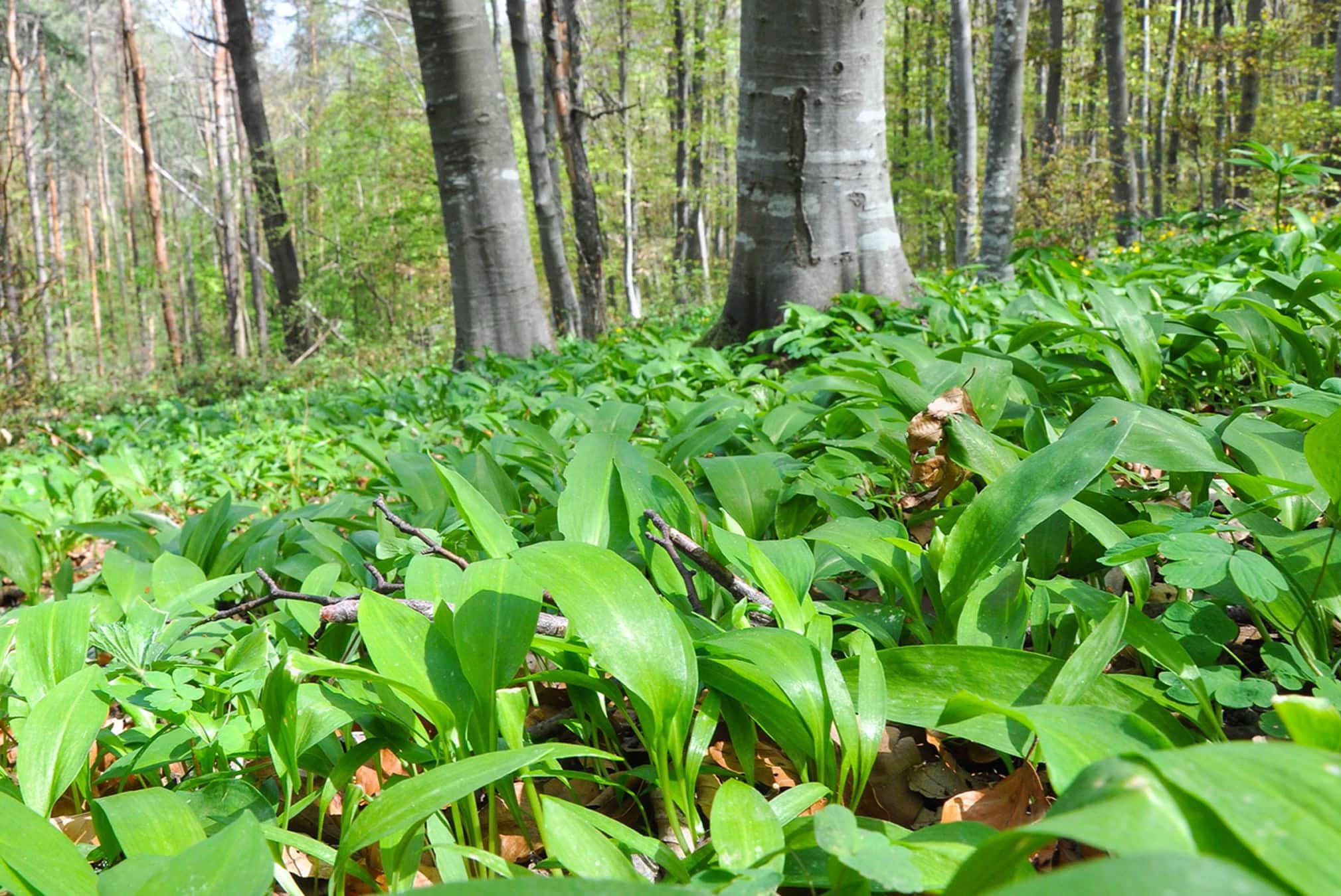 15-facts-about-wild-leek