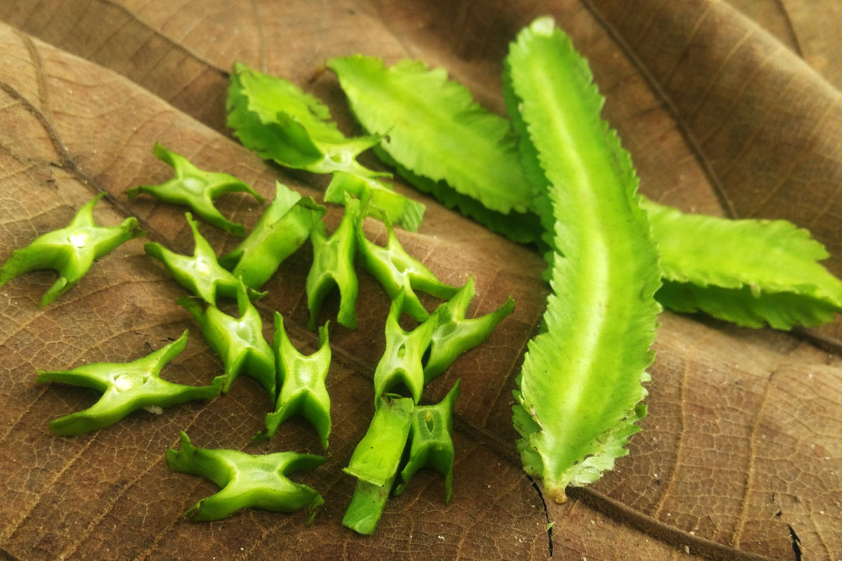 15 Facts About Winged Bean - OhMyFacts