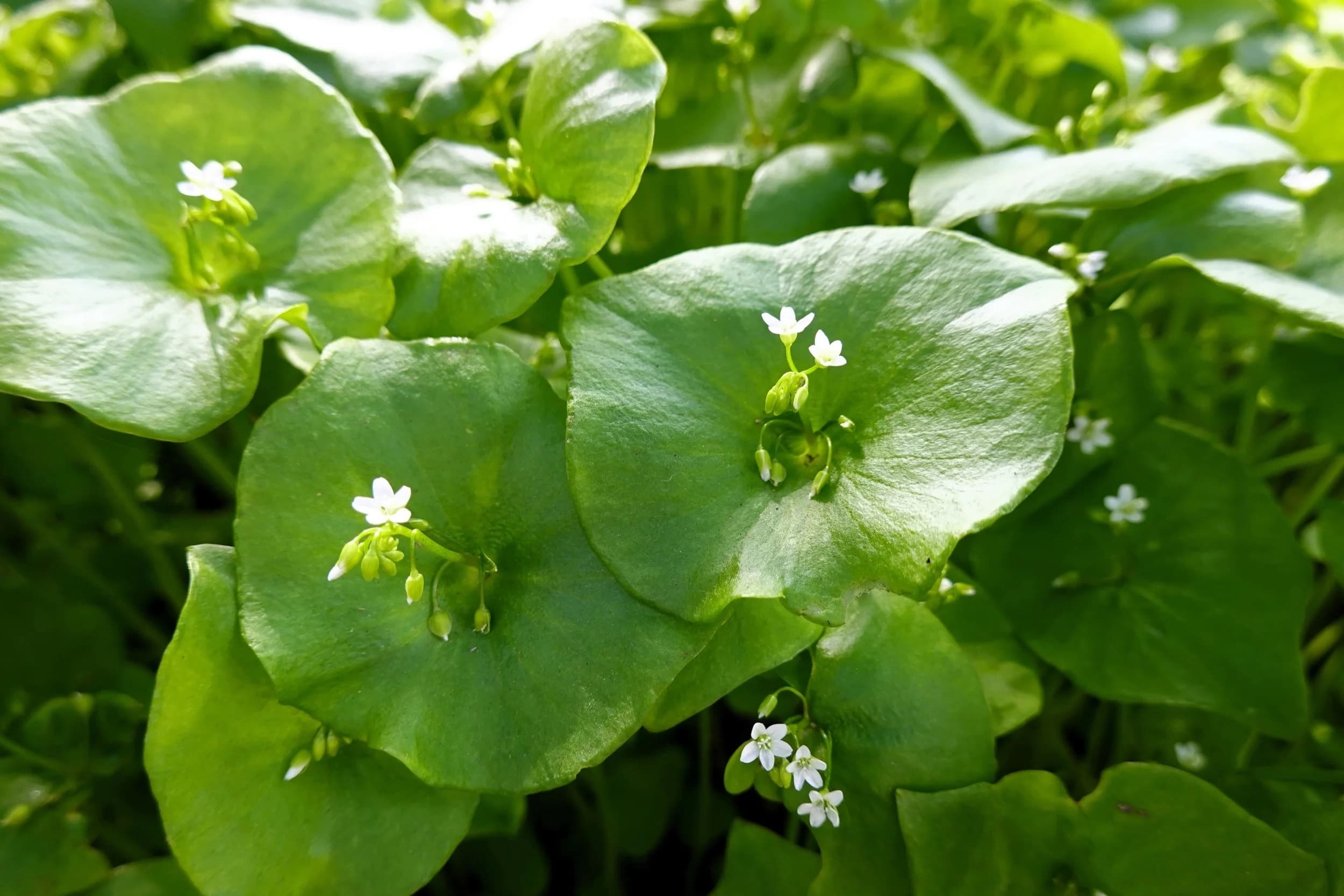 15-facts-about-winter-purslane