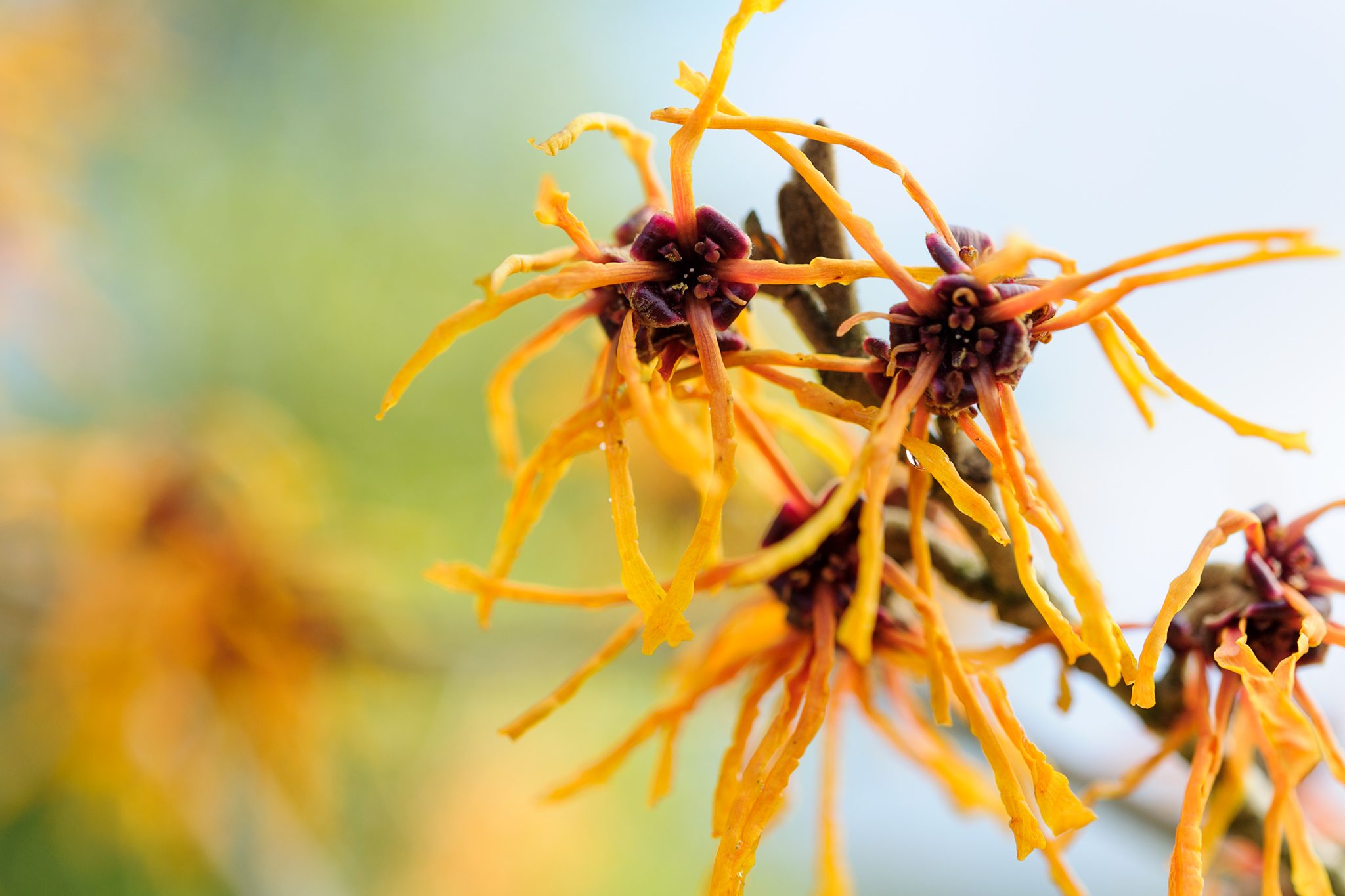 15-facts-about-witch-hazel