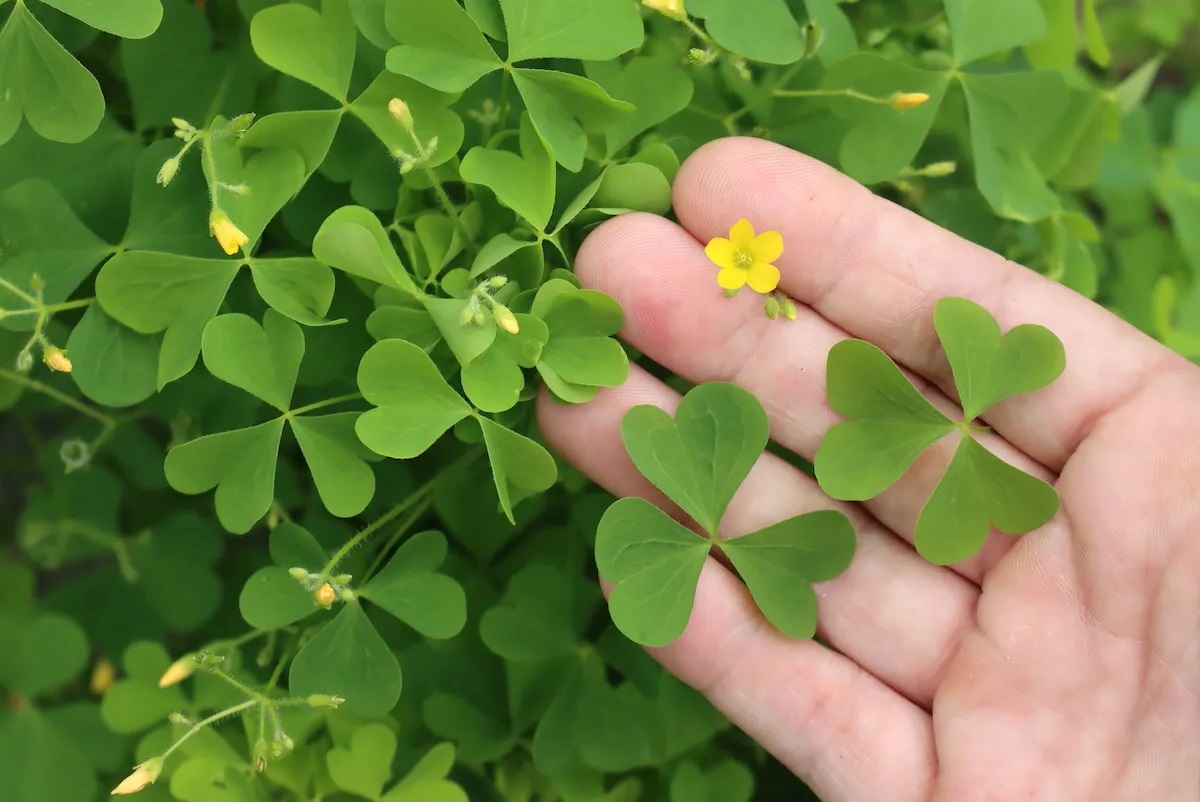 15-facts-about-wood-sorrel