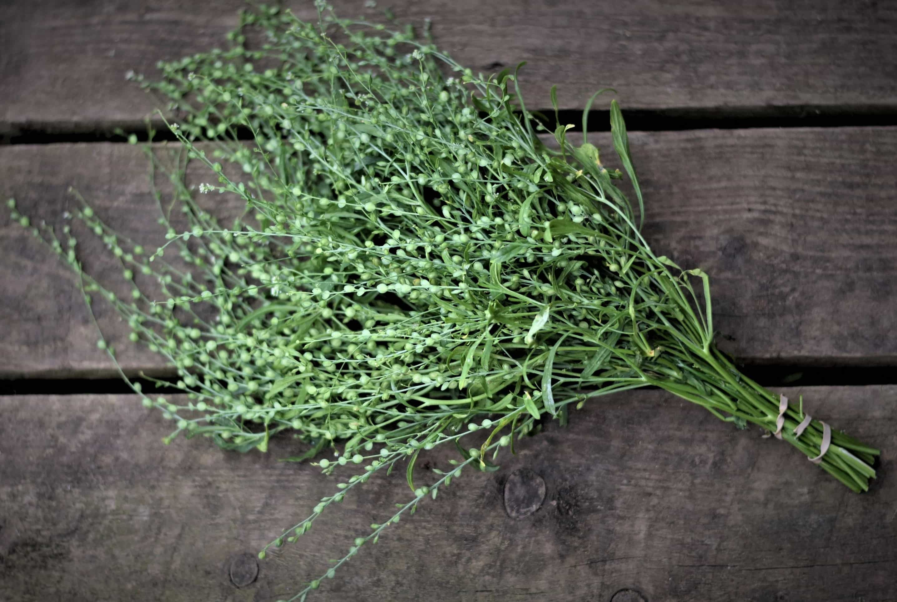 15-facts-about-wrinkled-crinkled-cress