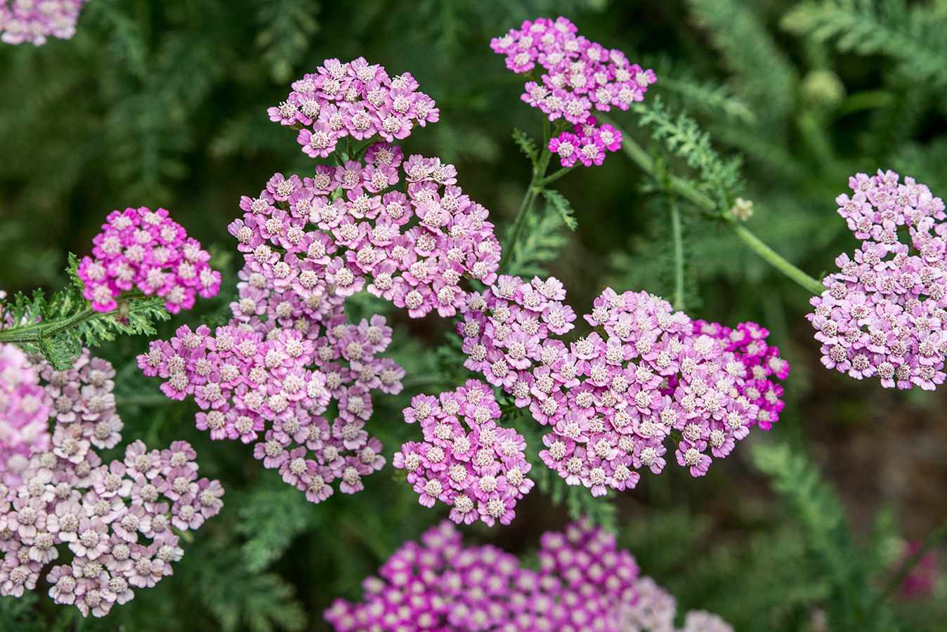 15-facts-about-yarrow