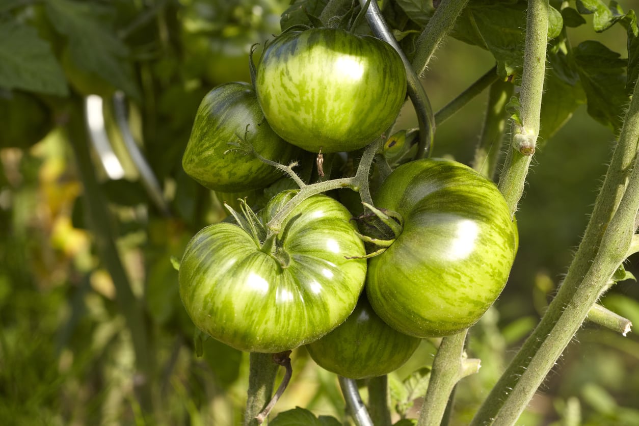 15-facts-about-zebra-tomato