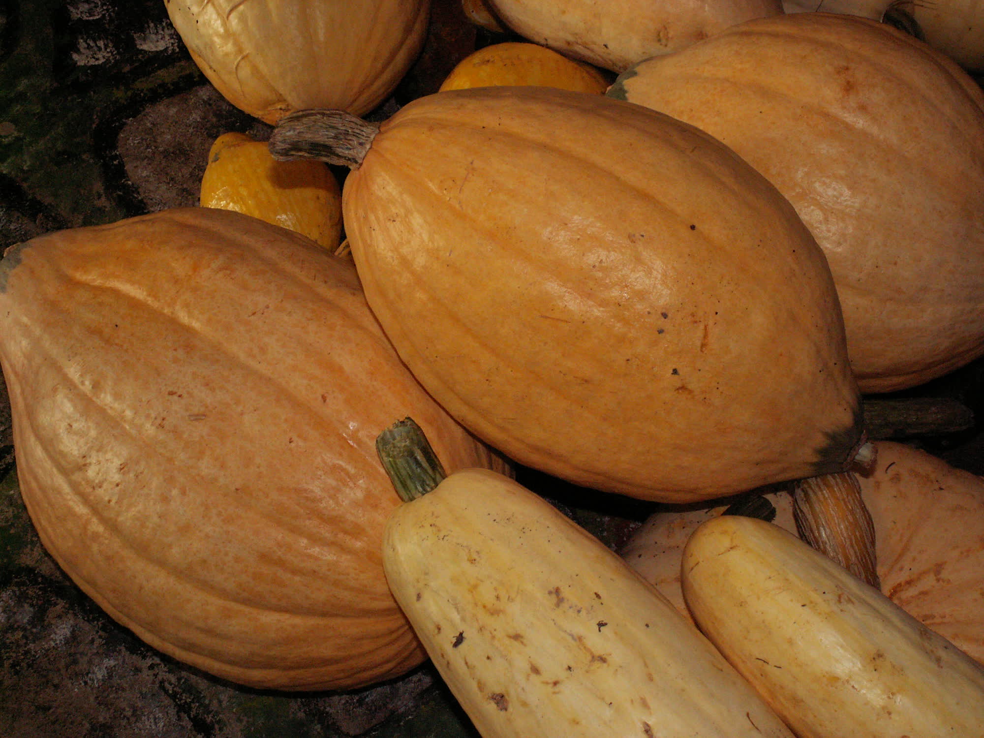 20-facts-about-arikara-squash