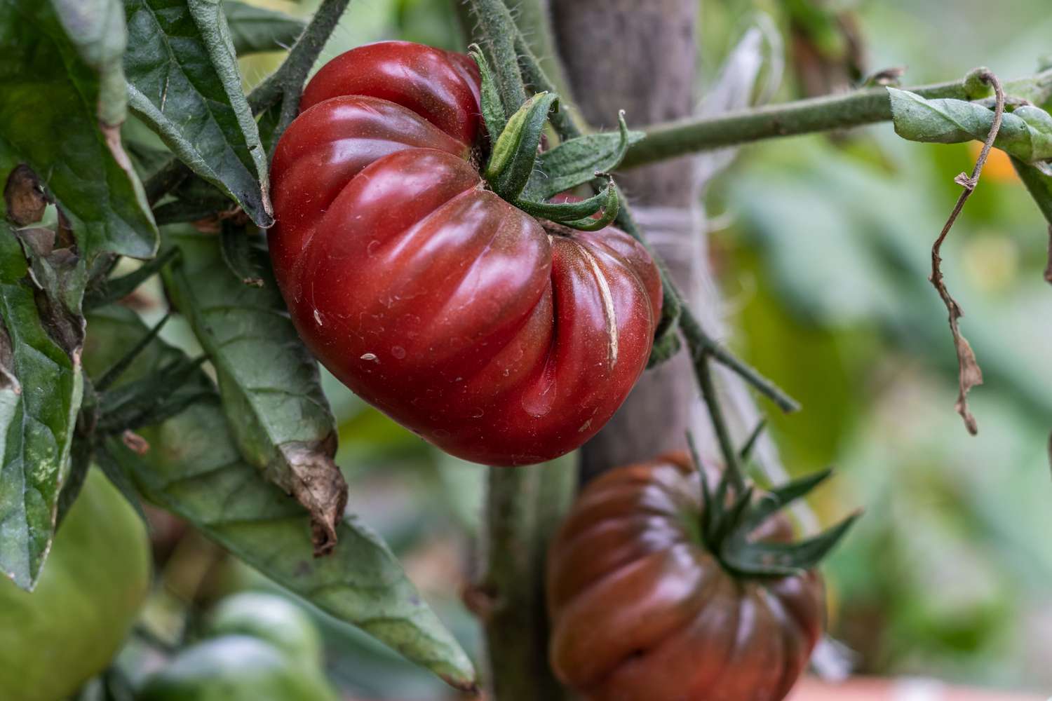 20-facts-about-black-krim-tomato