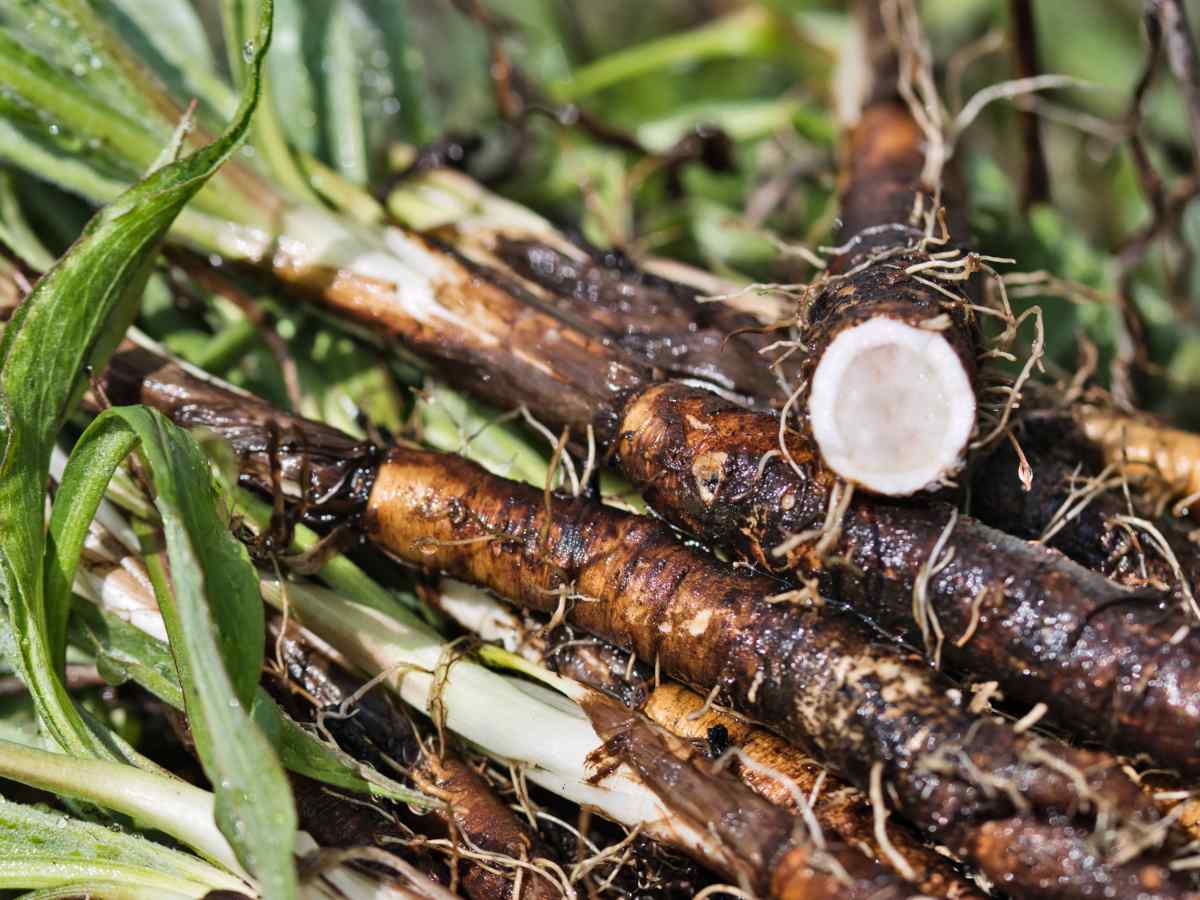 20-facts-about-black-salsify