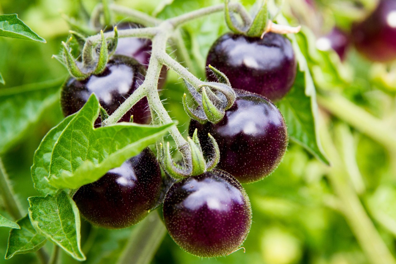 20 Facts About Black Tomato - OhMyFacts