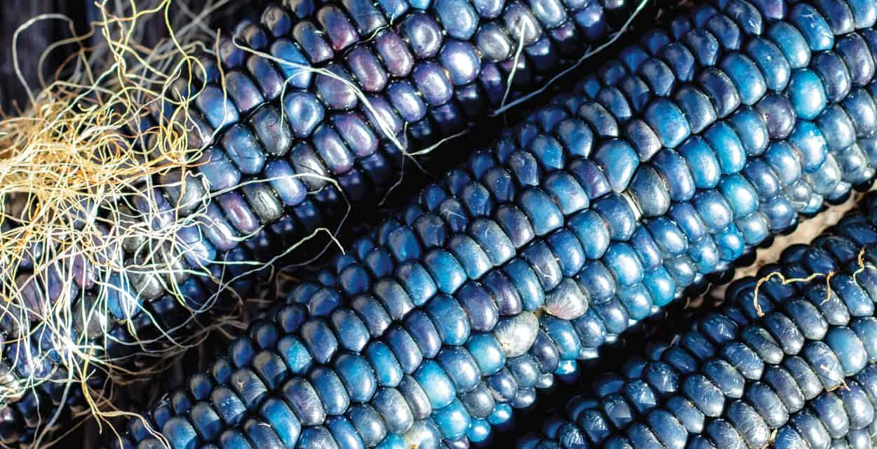 20-facts-about-blue-corn