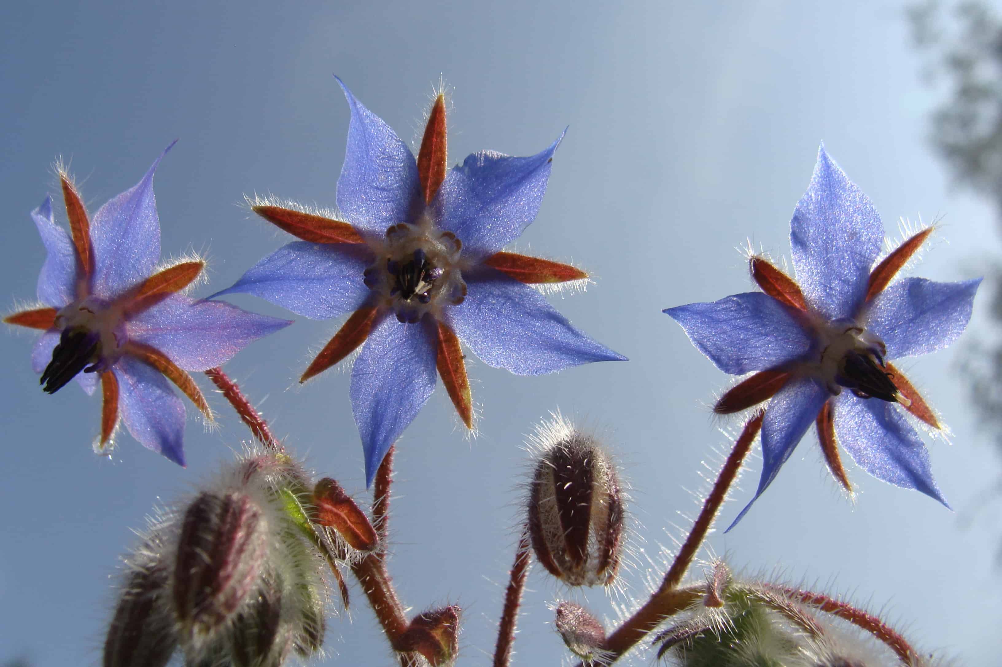 20-facts-about-borage