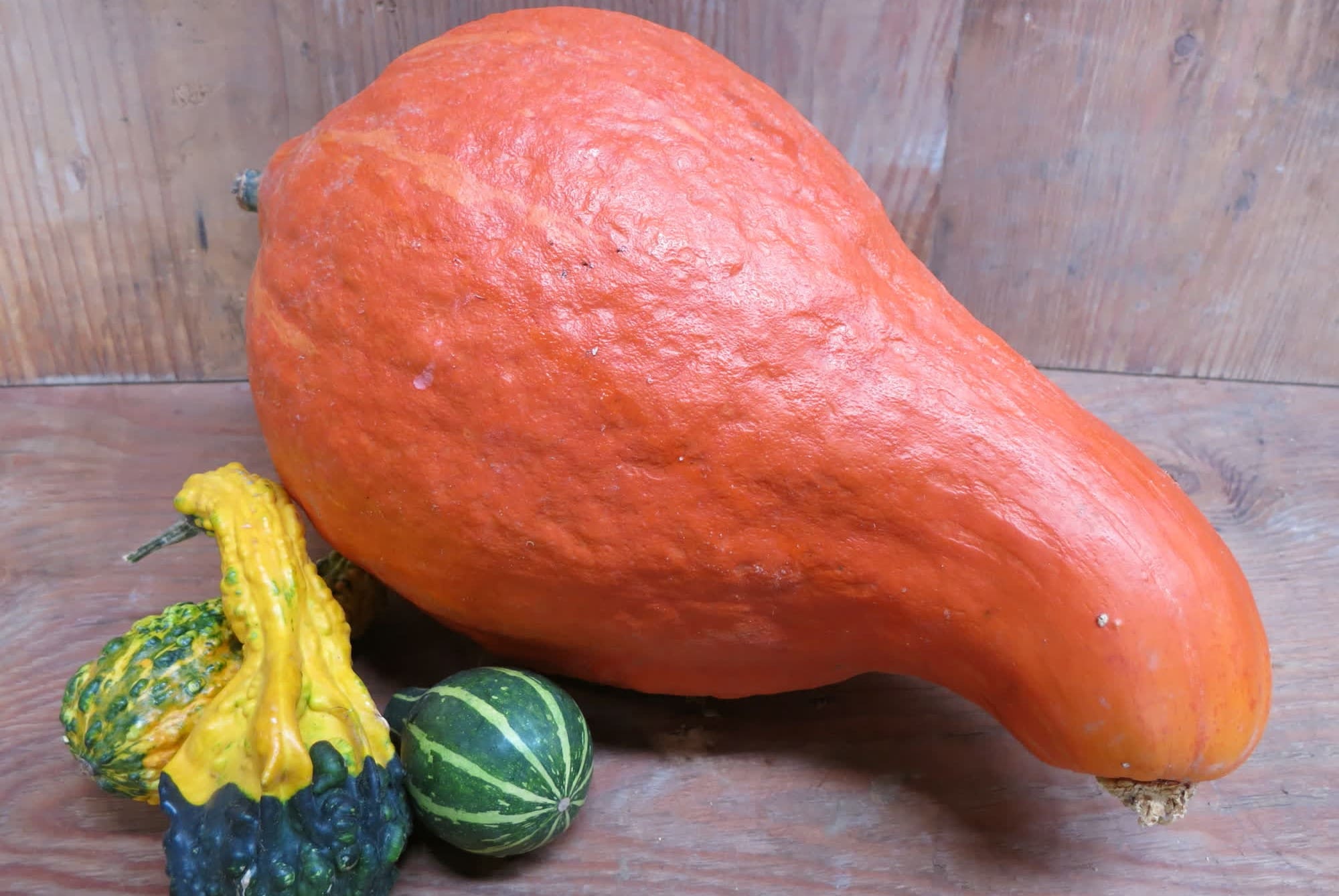 20-facts-about-boston-marrow-squash