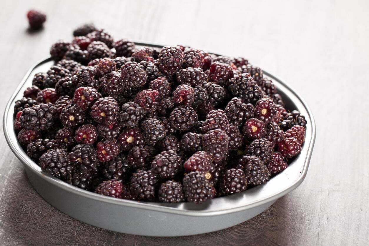 20-facts-about-boysenberry