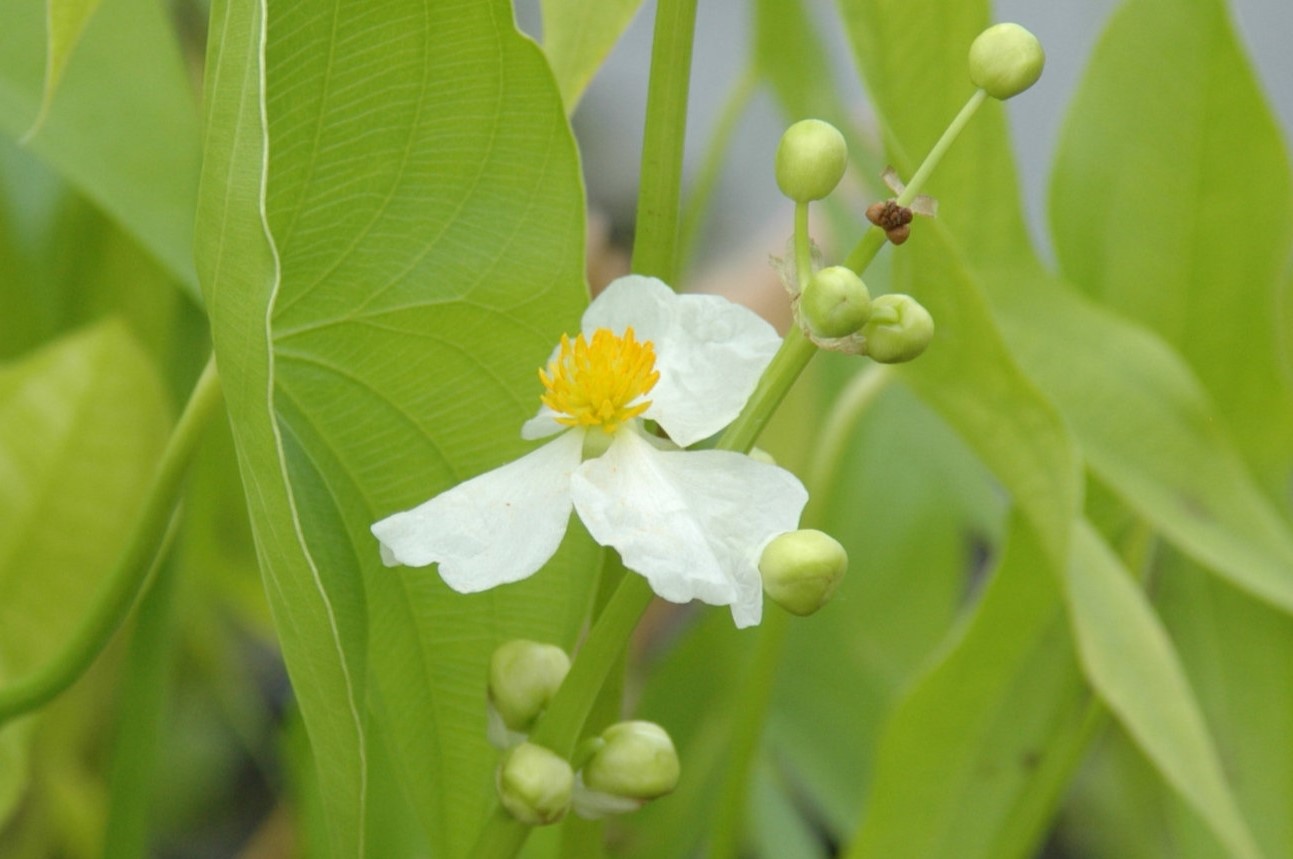 20-facts-about-broad-leaf-arrowhead