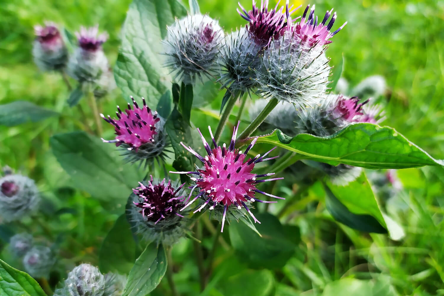 20-facts-about-burdock