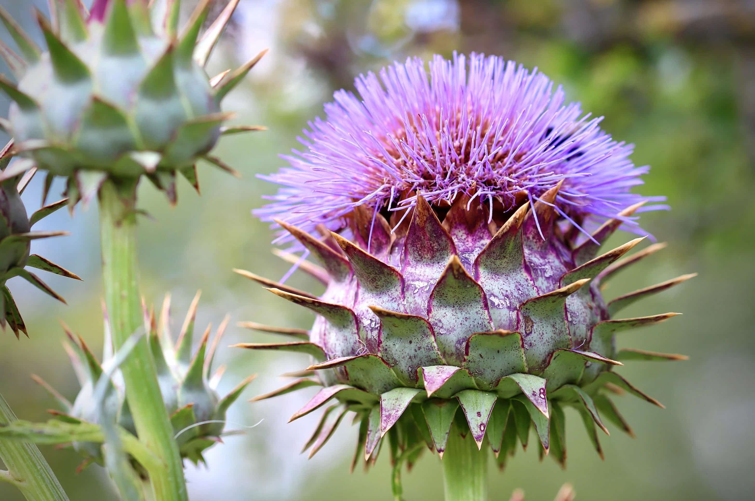 20-facts-about-cardoon