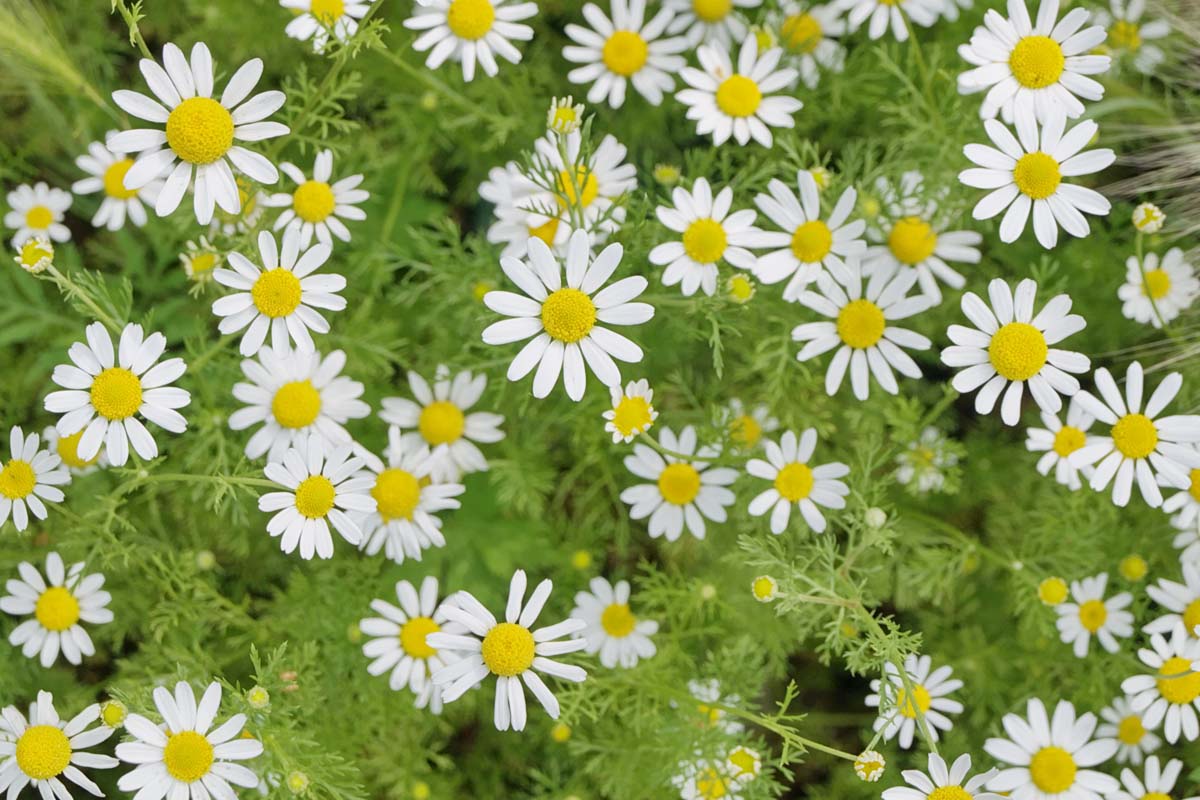 20-facts-about-chamomile