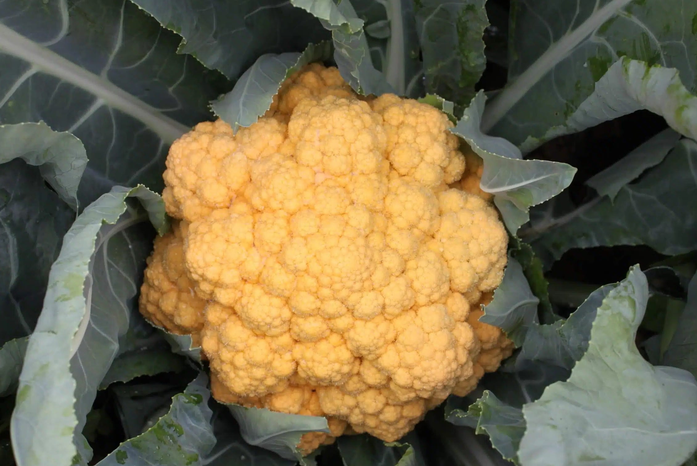 20-facts-about-cheddar-cauliflower