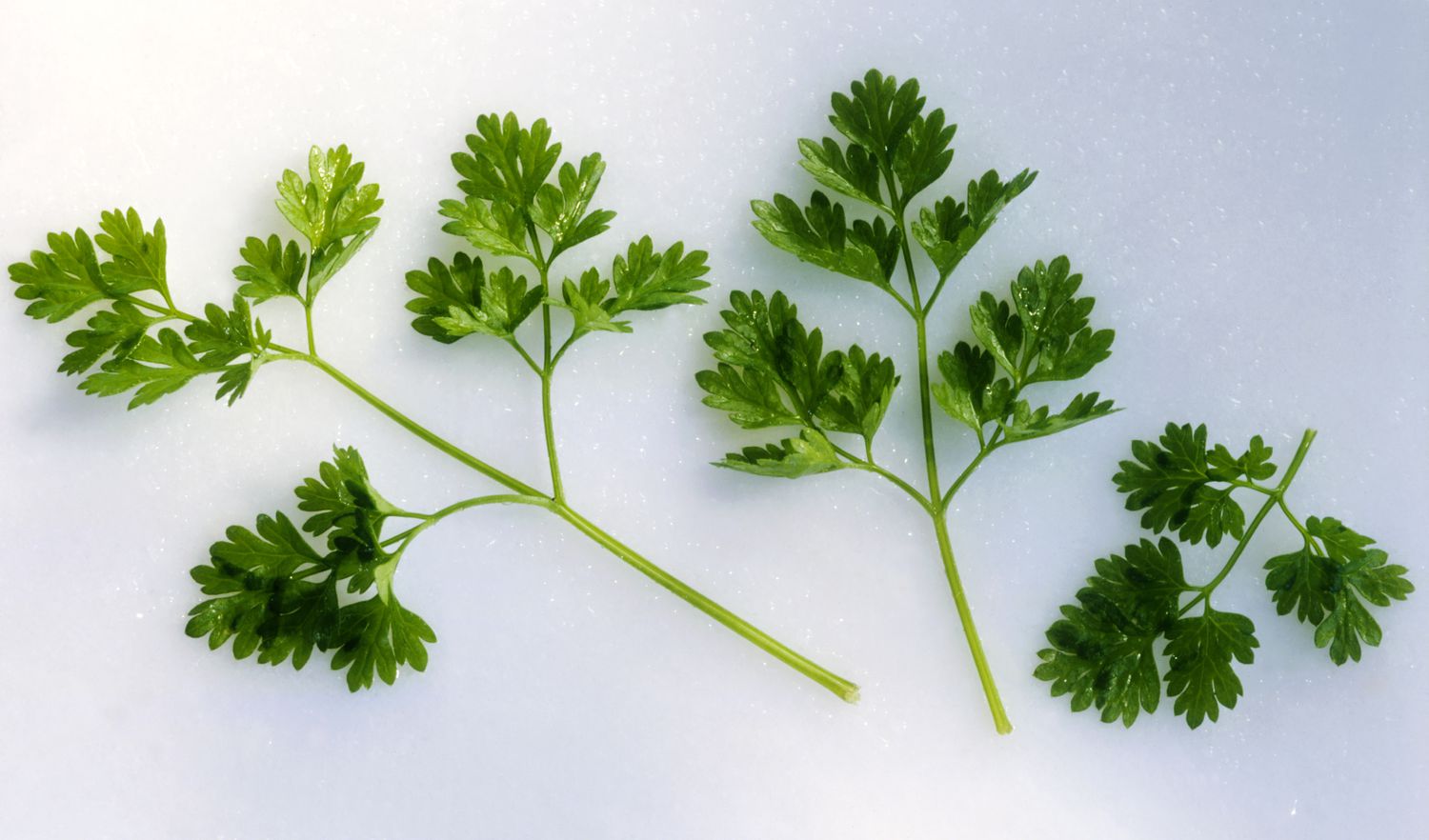 20-facts-about-chervil