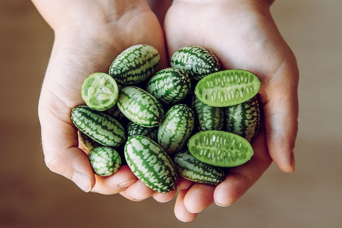 20-facts-about-cucamelon