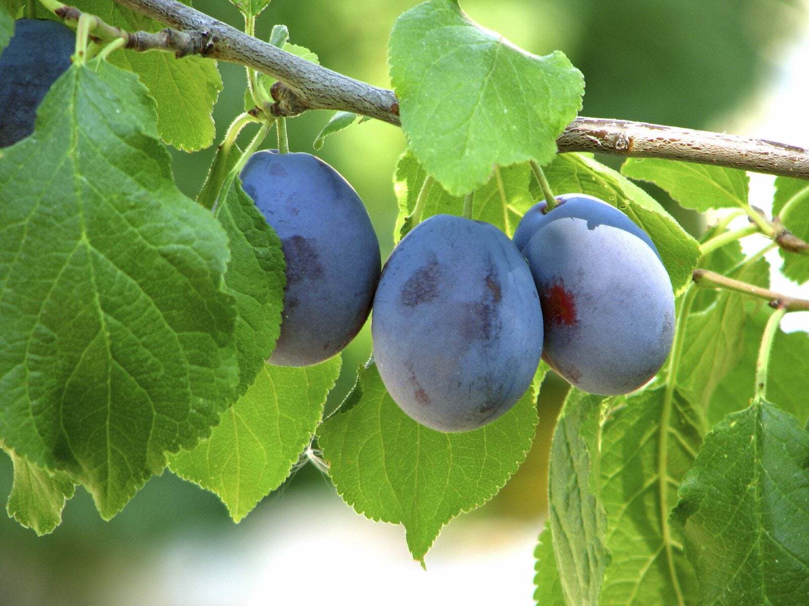 20 Facts About Damson - OhMyFacts