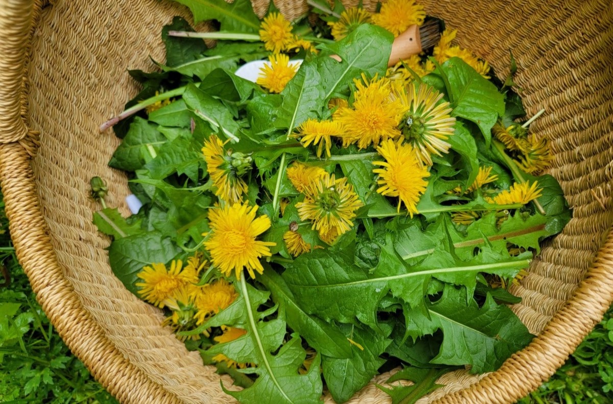 20-facts-about-dandelion-green