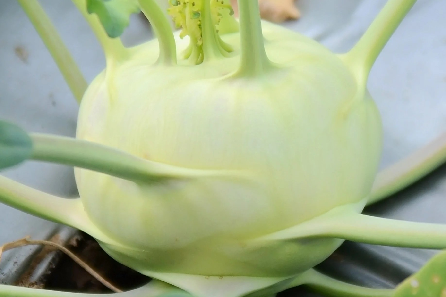 20-facts-about-delicacy-white-kohlrabi