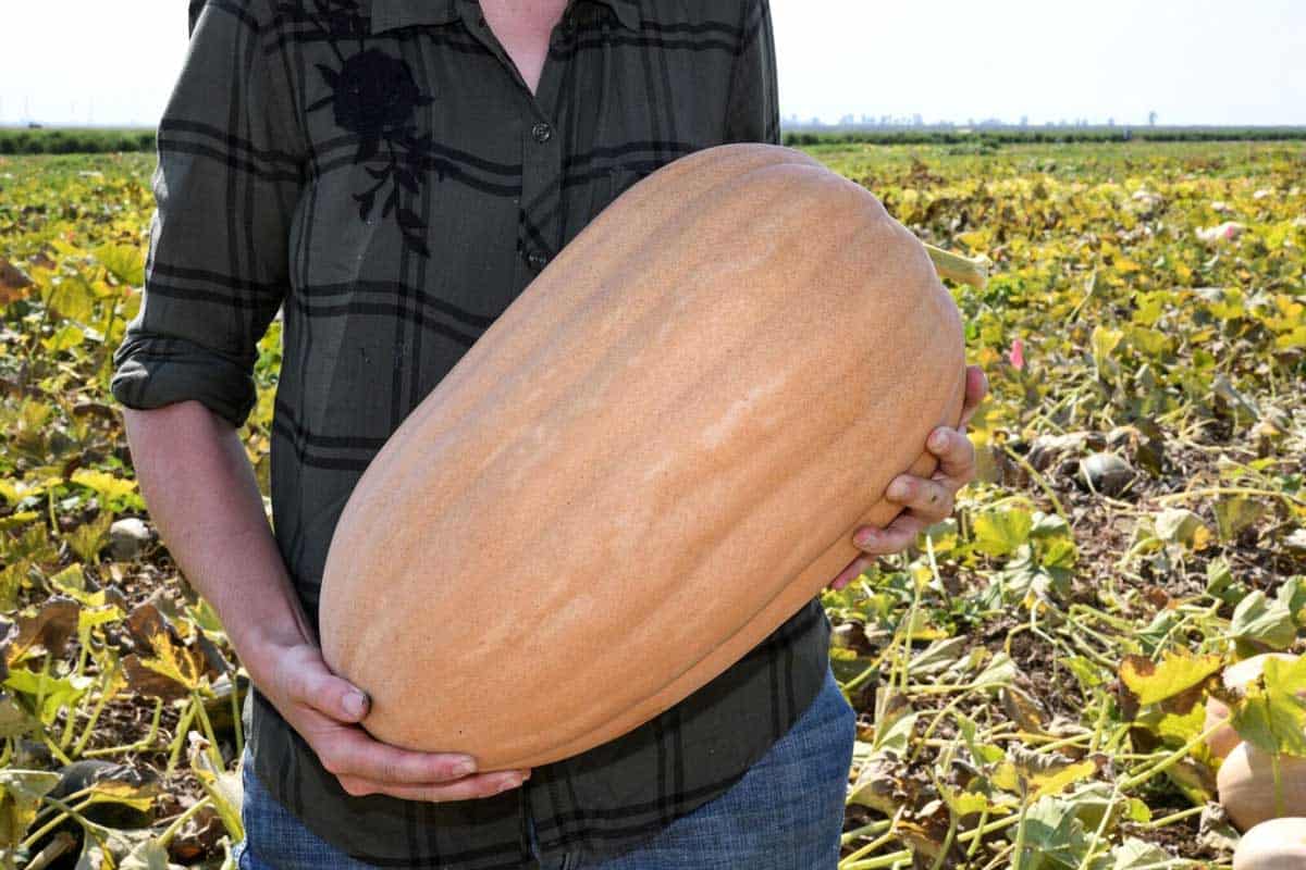 20-facts-about-dickinson-pumpkin