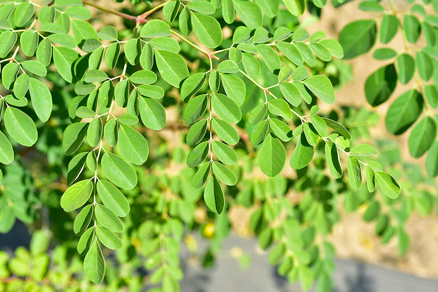 20-facts-about-drumstick-tree-leaves