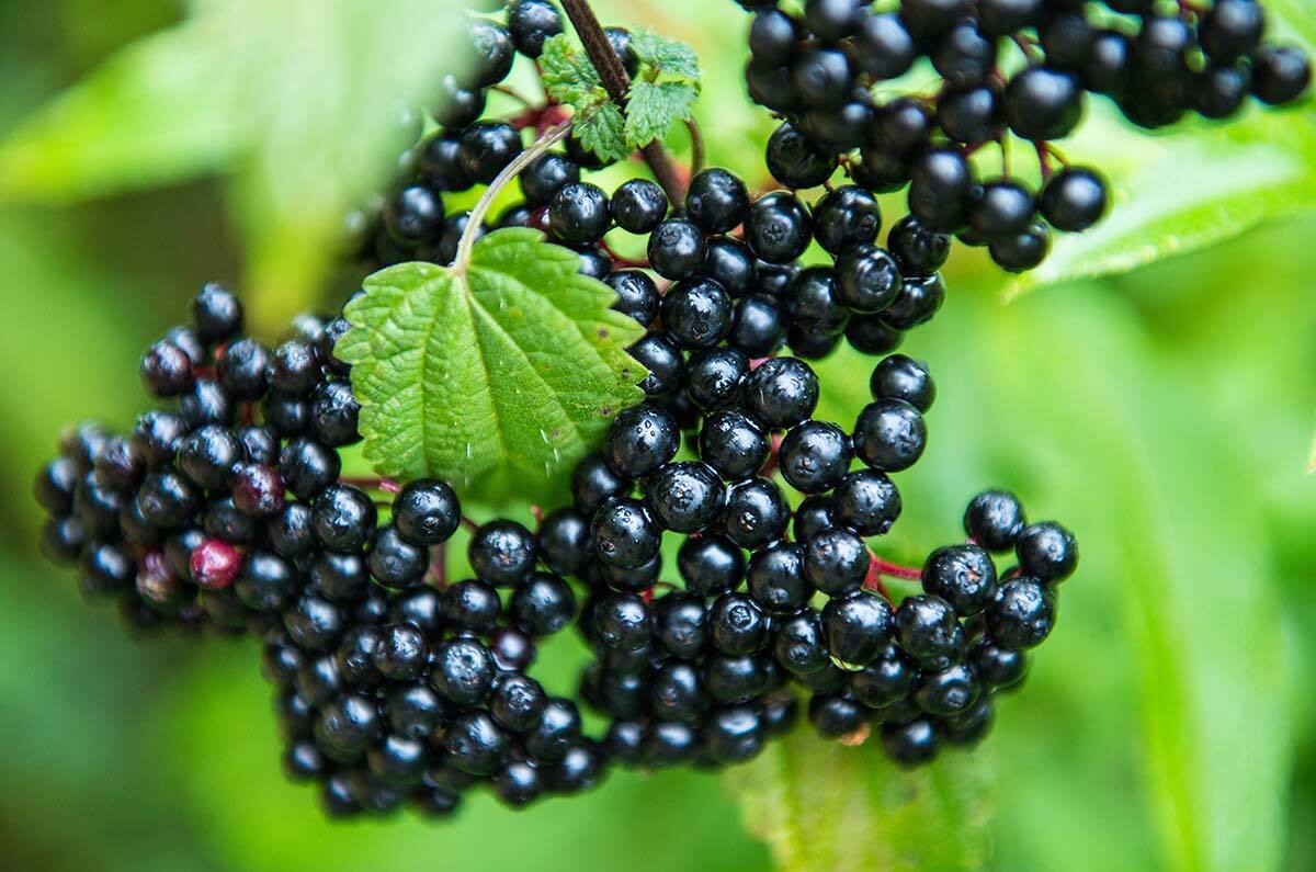 20-facts-about-elderberry