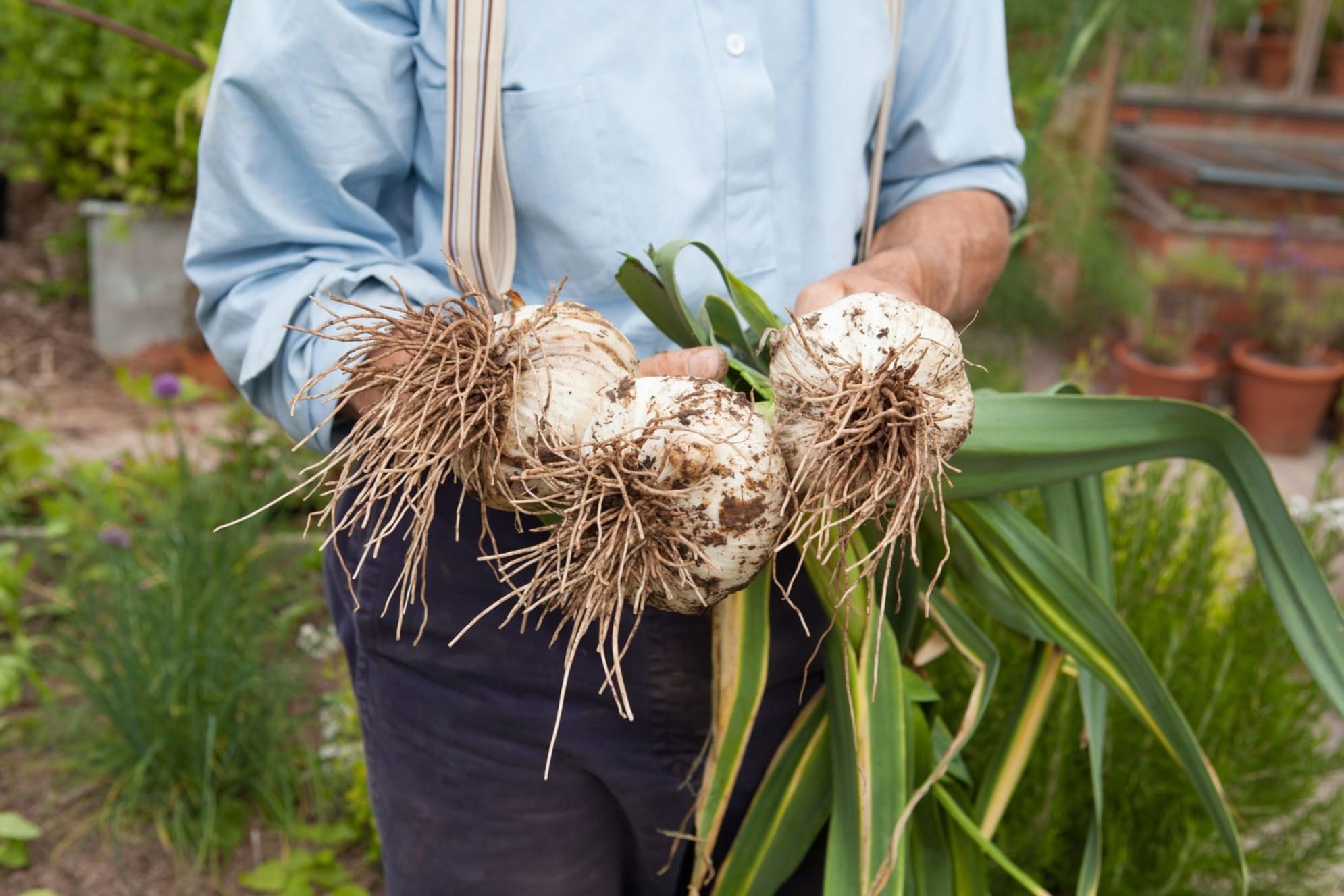 20-facts-about-elephant-garlic