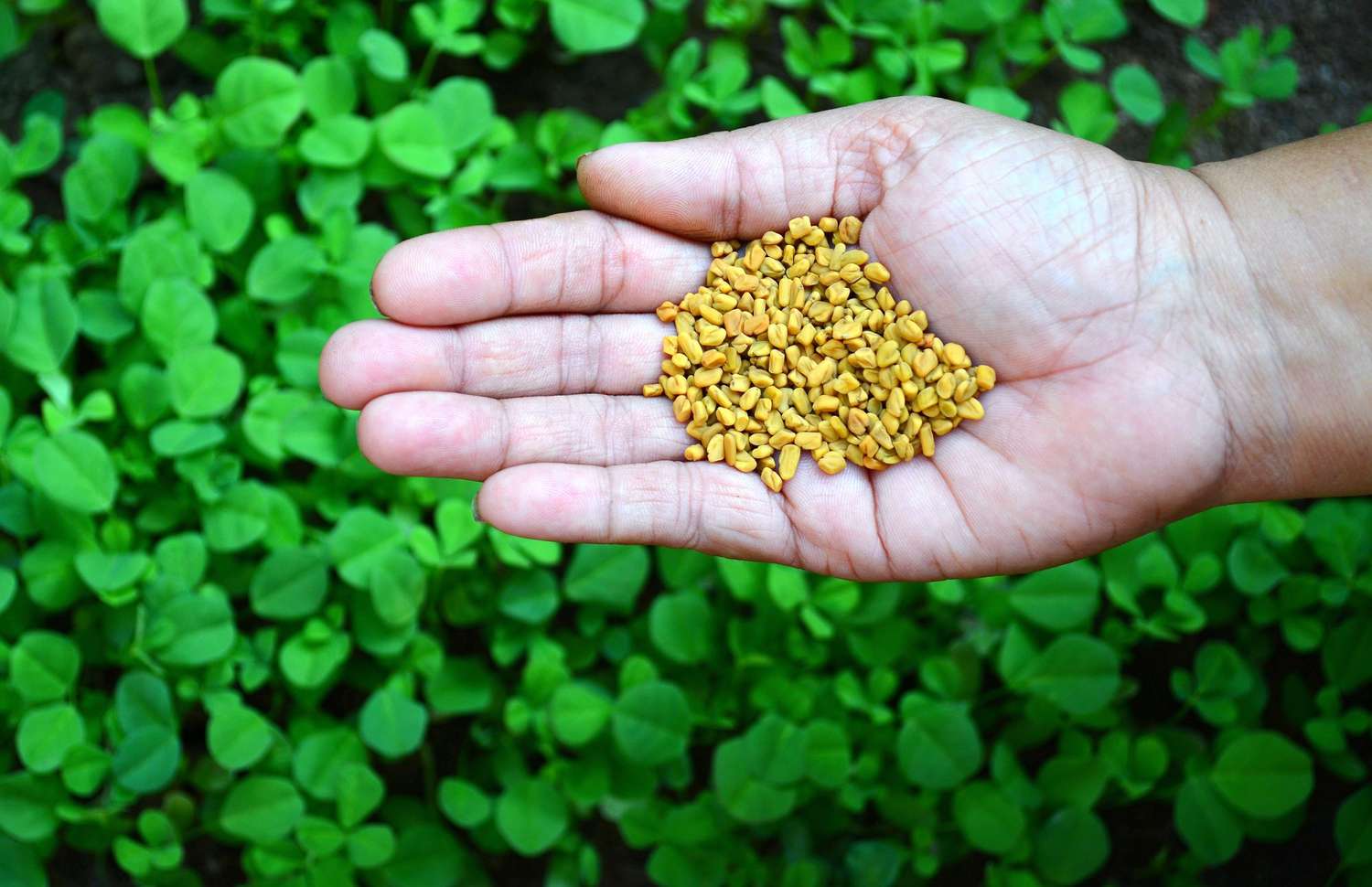 20-facts-about-fenugreek