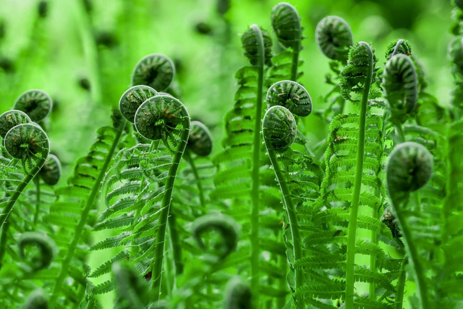 20 Facts About Fiddlehead Ferns - OhMyFacts