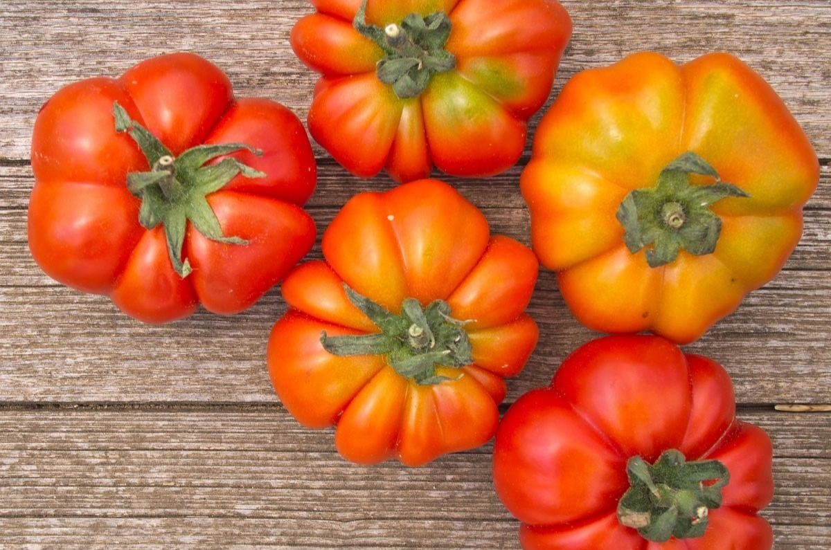 20-facts-about-fiorentino-tomato