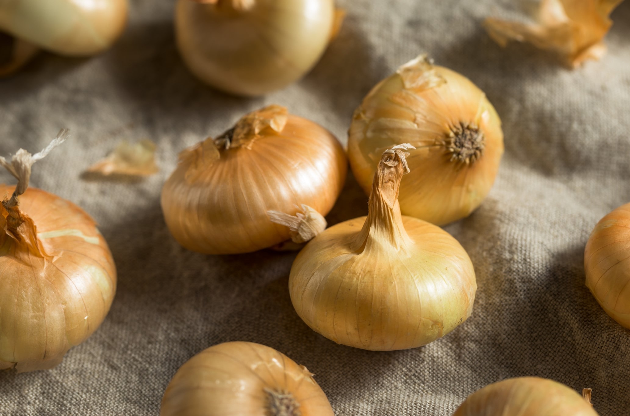 20-facts-about-flat-italian-onion