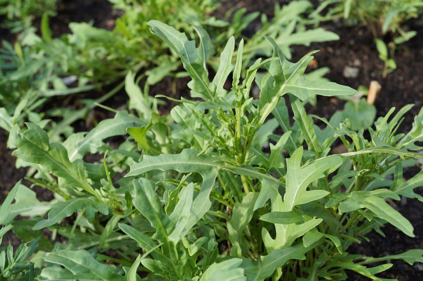 20-facts-about-garden-rocket