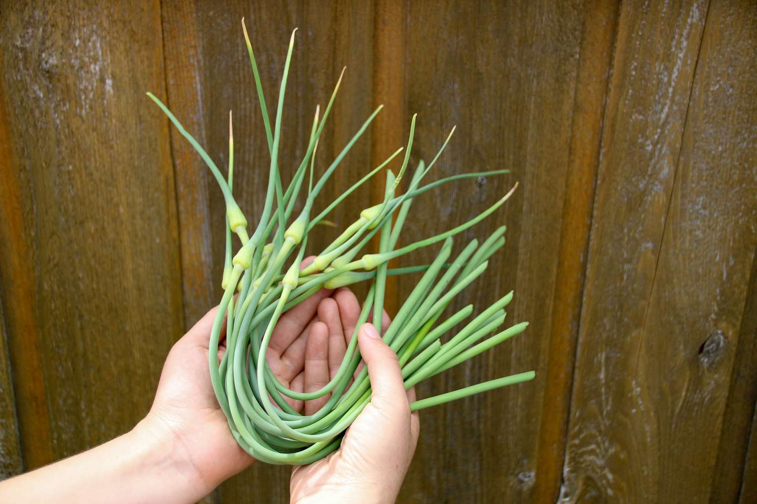 20-facts-about-garlic-scapes