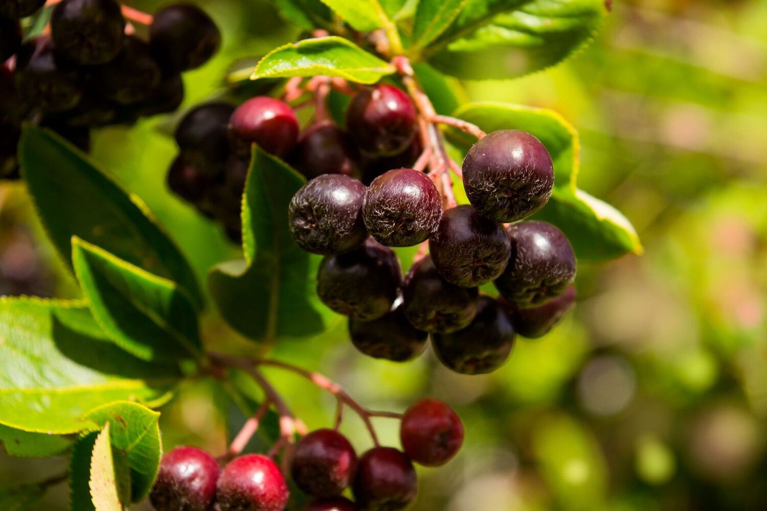 20-facts-about-huckleberry