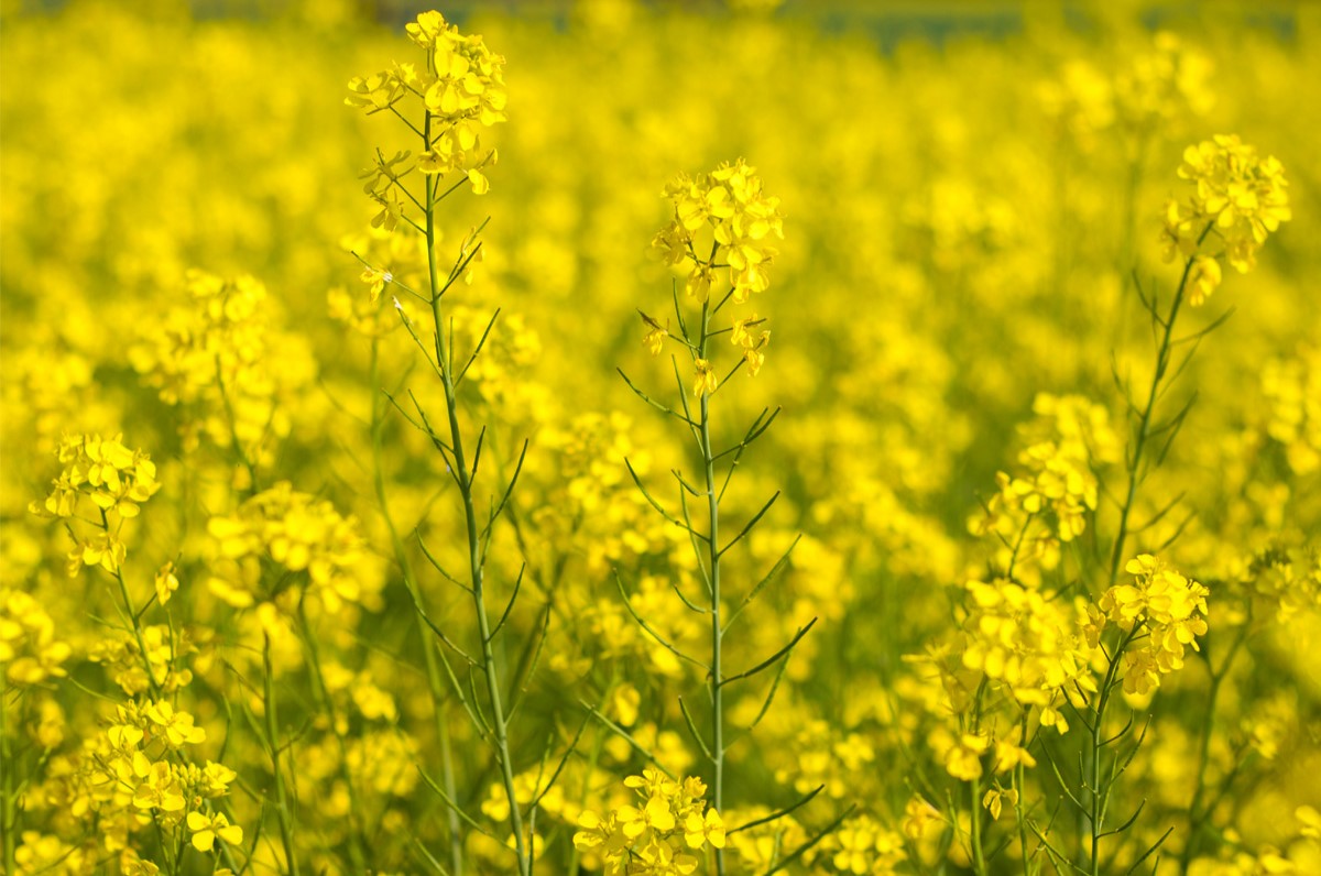 20-facts-about-indian-mustard