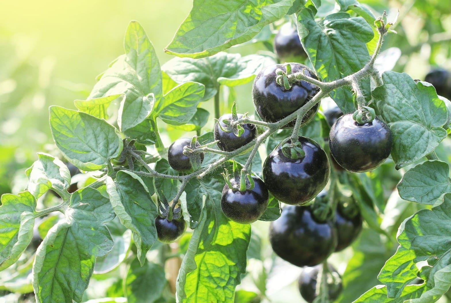 20-facts-about-indigo-rose-tomato