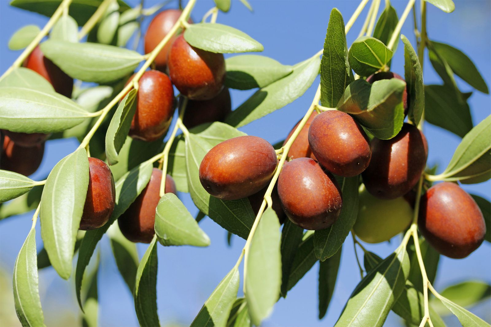 20-facts-about-jujube