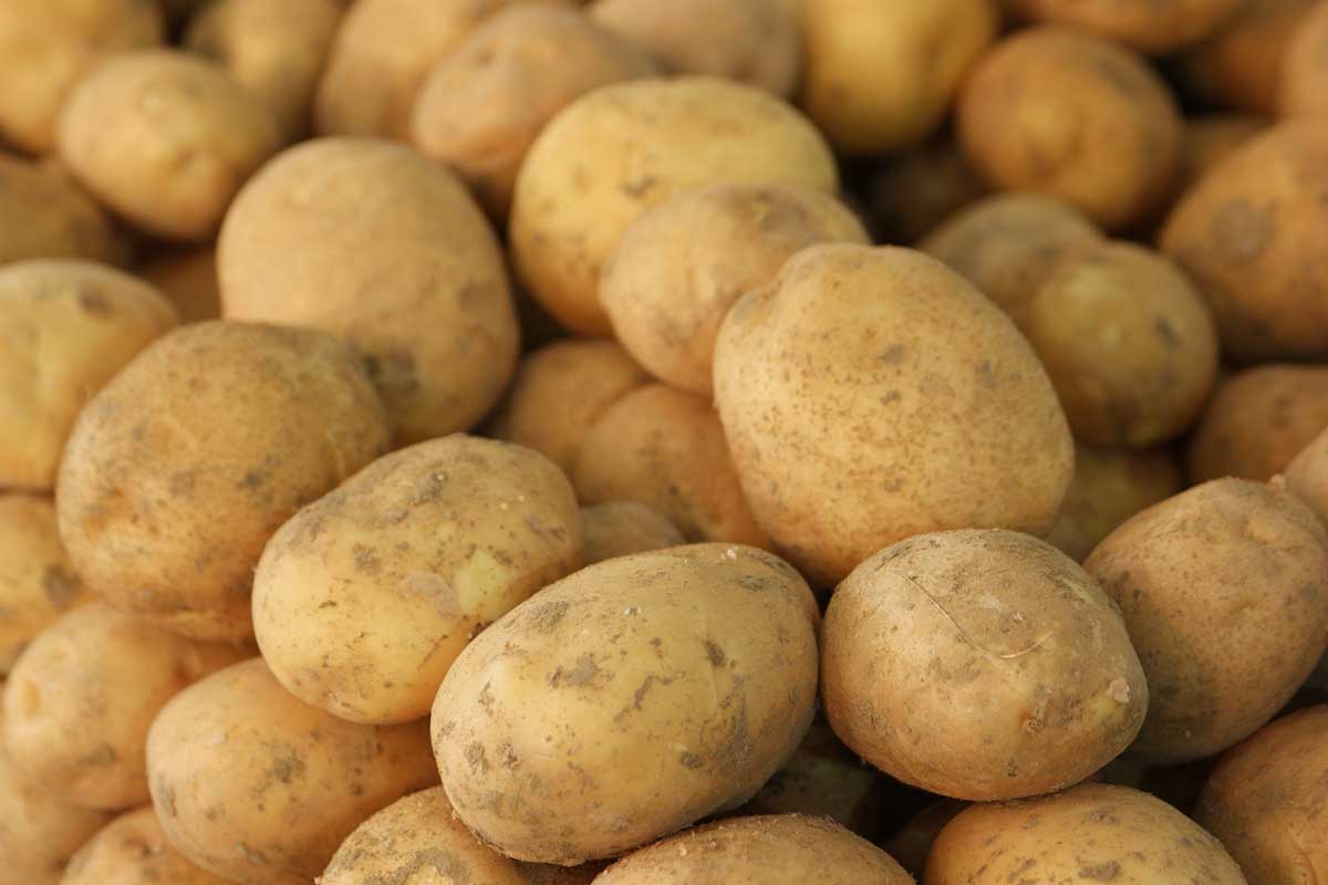 20-facts-about-kennebec-potato