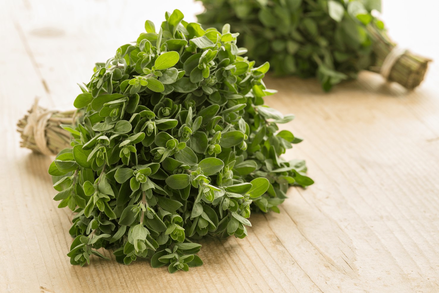 20-facts-about-marjoram