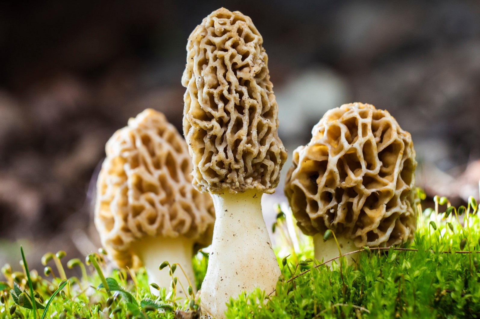 20-facts-about-morel-mushroom